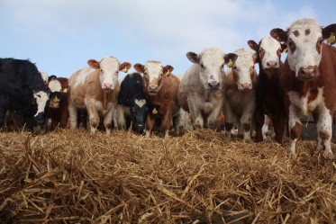 Article : Le lait, cette vache à traire ?