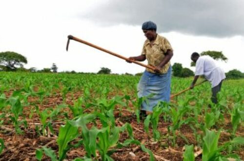 Article : Agriculture : l’Afrique revendique toujours son « droit à la paresse  »