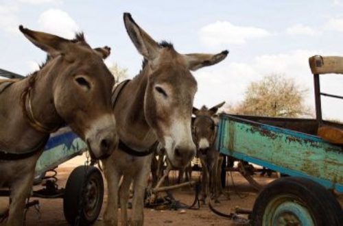 Article : Exportation de peaux d’ânes : les Chinois menacent l’espèce asine au Burkina