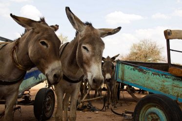 Article : Exportation de peaux d’ânes : les Chinois menacent l’espèce asine au Burkina