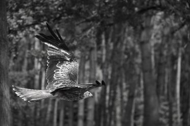 Article : Parlons de notre souverainet&eacute;