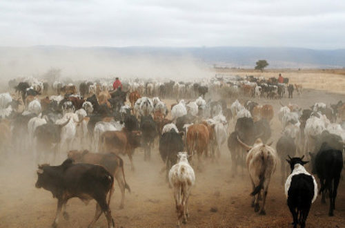 Article : Mora, marché à bétail de l’espoir