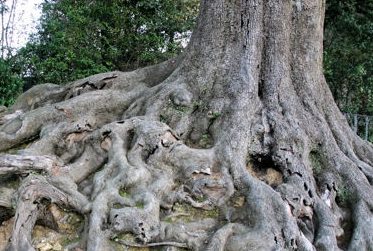 Article : Suis-je un déraciné?