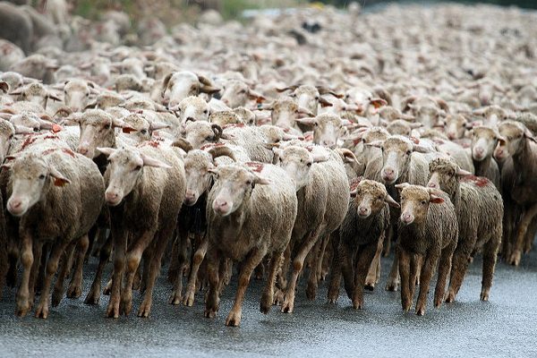 Article : Bande de moutons