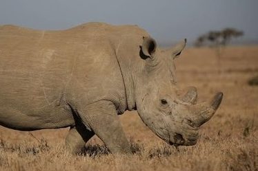 Article : C&ocirc;te d&rsquo;Ivoire : les rhinoc&eacute;ros de la R&eacute;serve de Faune d&rsquo;Abokouam&eacute;kro en danger (2)
