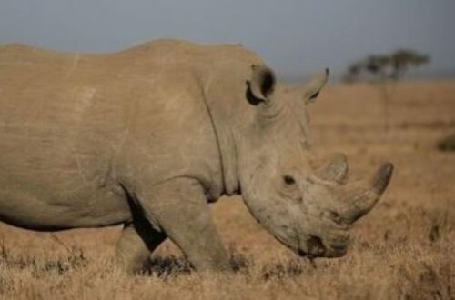 Article : Côte d’Ivoire : les rhinocéros de la Réserve de Faune d’Abokouamékro en danger (2)