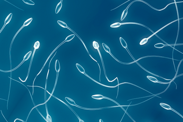 Article : L&rsquo;infertilit&eacute; masculine&nbsp;