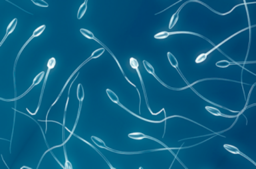 Article : L’infertilité masculine 