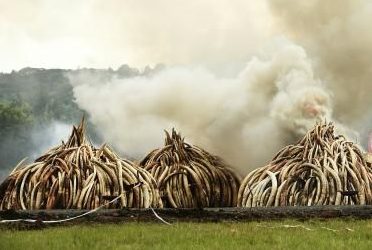 Article : Guin&eacute;e : un homme tombe dans le filet de la gendarmerie de S&eacute;r&eacute;dou pour abattage d&rsquo;&eacute;l&eacute;phant !
