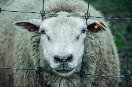 Article : Communiqué du collectif des Moutons après la fête de Tabaski.