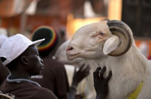 Article : Sénégal : tant vaut ton mouton, tant vaut ta Tabaski