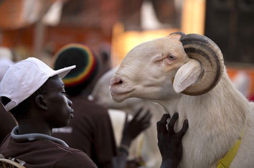 Article : Sénégal : tant vaut ton mouton, tant vaut ta Tabaski