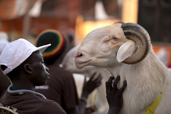 Article : Sénégal : tant vaut ton mouton, tant vaut ta Tabaski