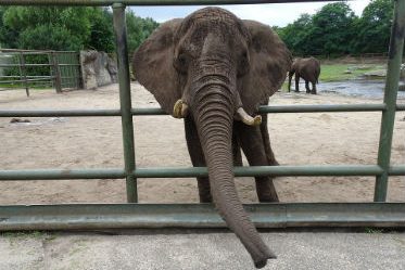 Article : Conakry : un ivoirien et un guinéen interpellés par Interpol pour trafic d’ivoire