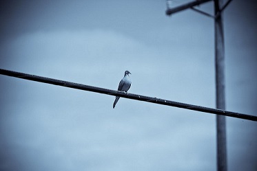 Article : ​Guinée : le pays vibrait au rythme de la citoyenneté et de la paix