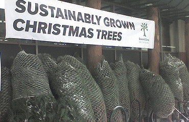 Article : 20 conseils pour un Noël écologique