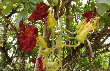 Article : J’emporte mon arbre