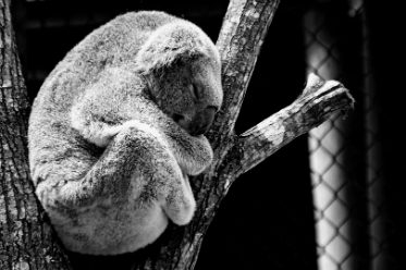 Article : Guide de survie en jungle sociale. #MondoChallenge #LeLundiMatin