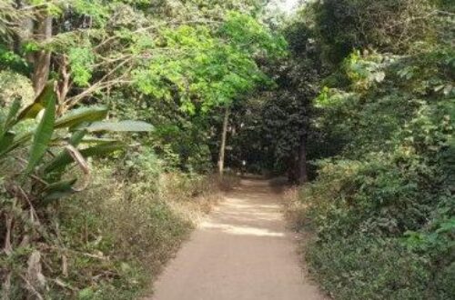 Article : Jardin de la Camayenne, petit bout de paradis au cœur de Conakry