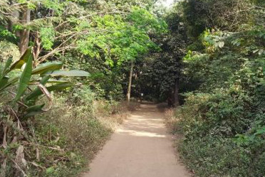 Article : Jardin de la Camayenne, petit bout de paradis au cœur de Conakry