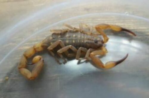 Article : Ces scorpions sont-ils dangereux ? [courrier des lecteurs]