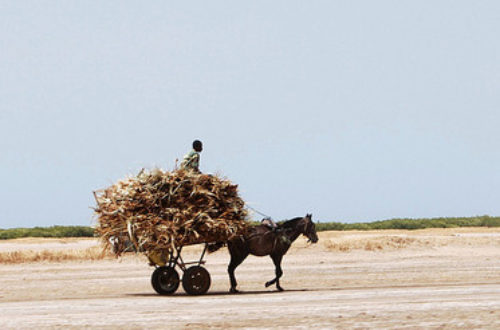 Article : Quels avenirs possibles pour la politique au Sahel(1)