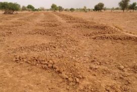 Article : Champ au Sahel : sueurs et lueurs du paysan