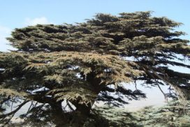 Article : Conversation du Soir Beyrouthine