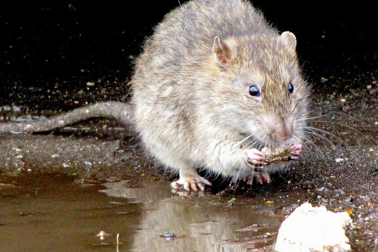 Article : Le communiqué du Ministère Rat de la santé sur la peste à Odag à Madagascar