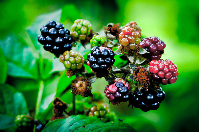 Article : Comment le bénévolat peut transformer votre vie et carrière?