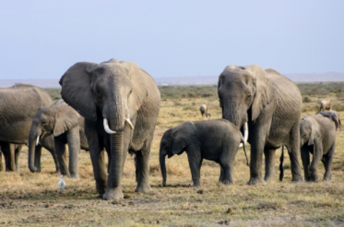 Article : Côte d’ivoire, l’extinction de la biodiversité en marche à grand pas