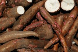 Article : Manioc : quand le “sauveur’’ ne ‘’sauve’’ plus !