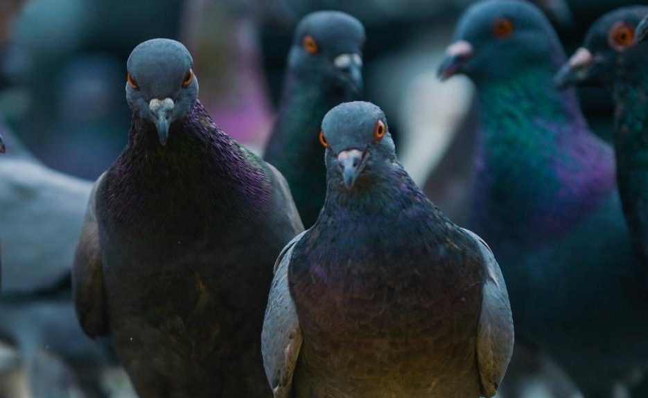 Article : Des banques et des pigeons…