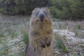 Article : Balade à vélo à Rottnest Island