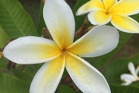 Article : Le tiaré Maohi, la reine des fleurs polynésiennes