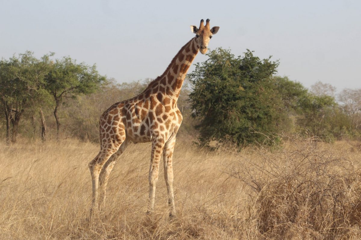 Article : Ma visite au parc national de Zakouma