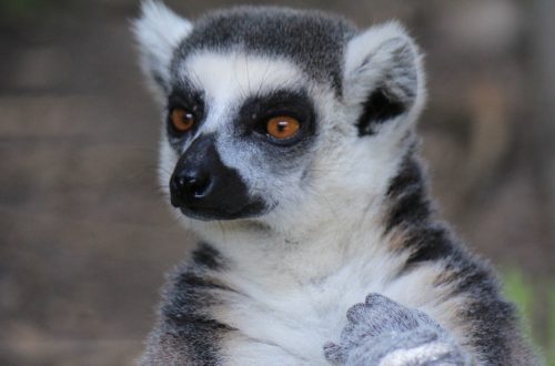 Article : Madagascar sans lémuriens, c’est pour bientôt?
