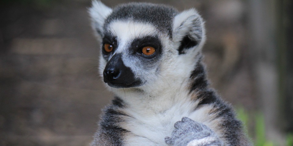 Article : Madagascar sans lémuriens, c’est pour bientôt?