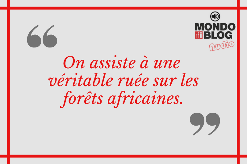 Article : Greenpeace accuse le groupe Bollor&eacute; de menacer les for&ecirc;ts africaines