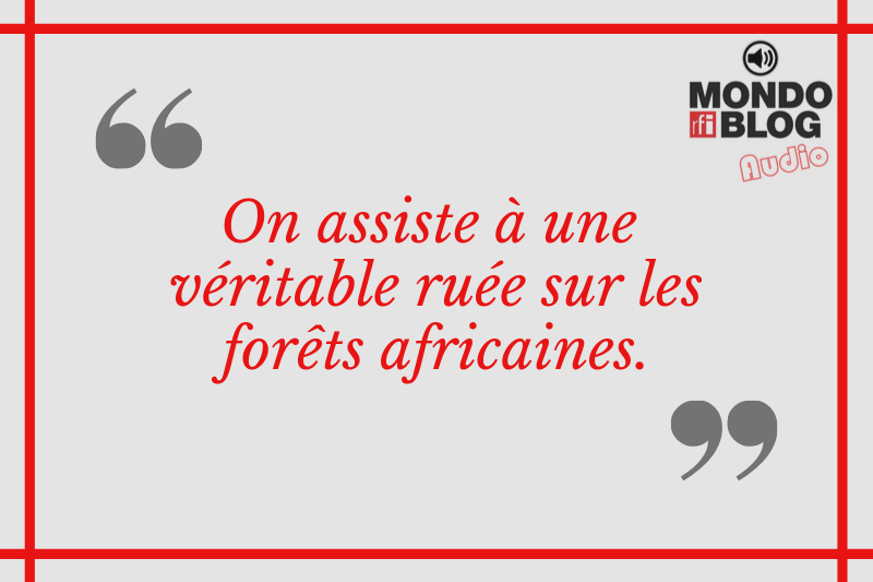 Article : Greenpeace accuse le groupe Bolloré de menacer les forêts africaines