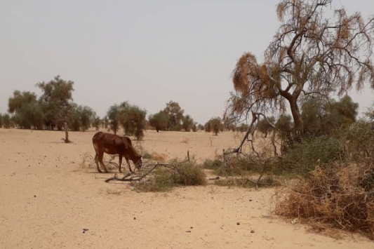 Article : Une grave crise alimentaire menace le monde rural, face à un ciel aride et des terres desséchées