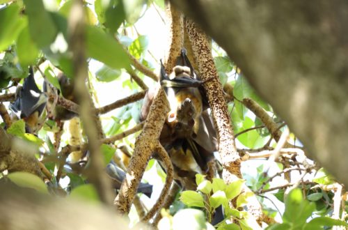 Article : La fellation chez les chauves-souris