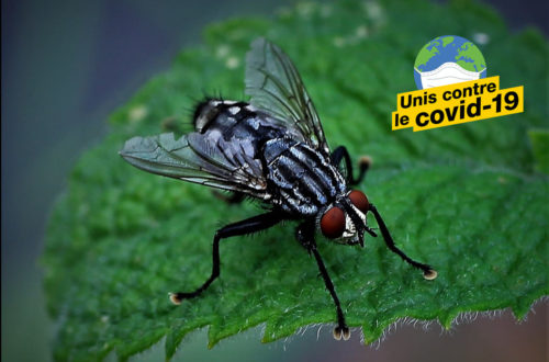 Article : #Askip : À ce qu’il paraît, les mouches domestiques transmettraient le Covid-19