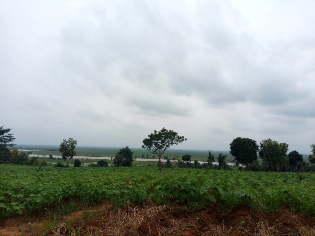 Article : Covid-19 au Tchad: les agriculteurs s’inquiètent  pour l’année prochaine