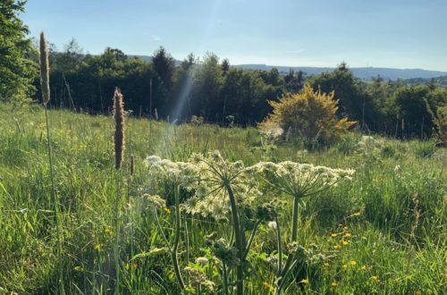 Article : Chronique des semeurs de mauvaises herbes