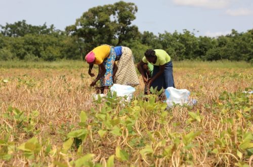 Article : Togo : à Sotouboua, la saison agricole peine à décoller