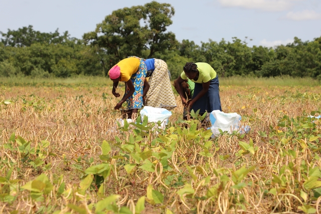 Article : Togo : à Sotouboua, la saison agricole peine à décoller