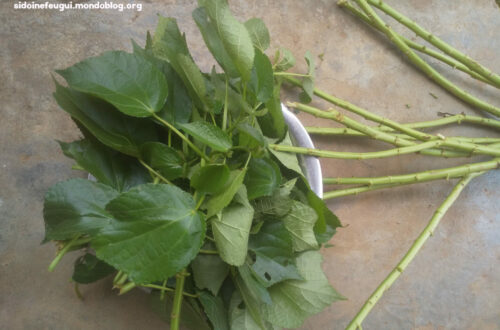 Article : Les feuilles de nkui, un légume peu exploité