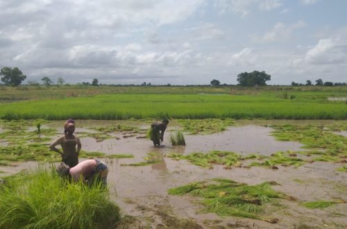 Article : Guinée : chez  tonton Conté à Koba