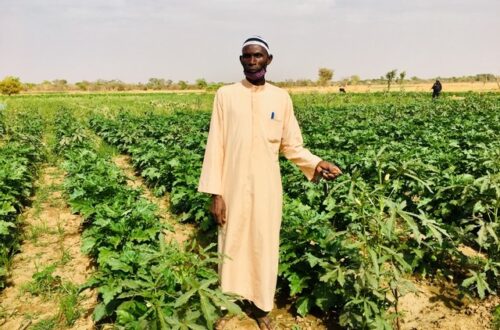 Article : Mauritanie : la Maison Familiale Rurale de Kaédi organise quatre sessions de formation dans le domaine de l’agriculture